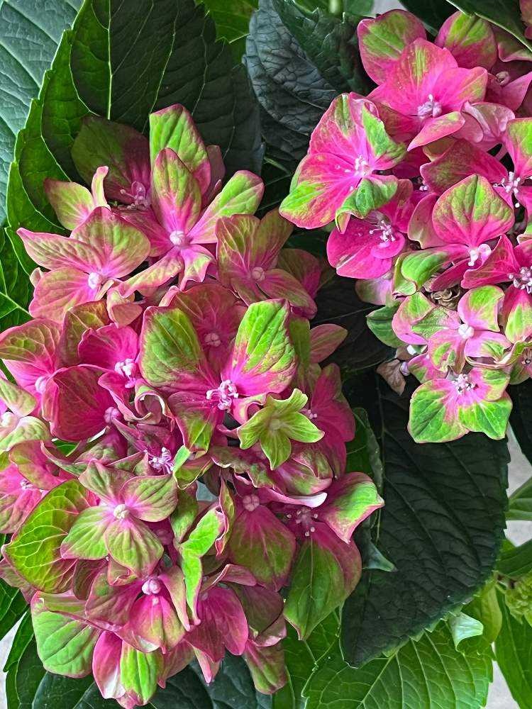 我が家に来てくれた咲いてくれた紫陽花｜🍀GreenSnap（グリーン