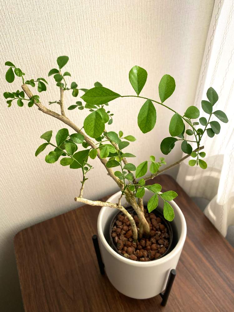 ゲッキツ シルクジャスミン の投稿画像 By Kanananaさん 部屋と観葉植物と室内 とハイドロカルチャーとハイドロボールと水耕栽培と台所と鉢植えとわたしの家の観葉植物と観葉植物と室内とハイドロカルチャーとハイドロボールと水耕栽培と台所と鉢植えとわたしの家の観葉 ゲッキツ シルクジャスミン の投稿画像 By Kanananaさん 部屋と観葉植物と室内 とハイドロカルチャーとハイドロボールと水耕栽培と台所と鉢植えとわたしの家の観葉植物と観葉植物と室内とハイドロカルチャーとハイドロボールと水耕栽培と台所と鉢植えとわたしの家の観葉