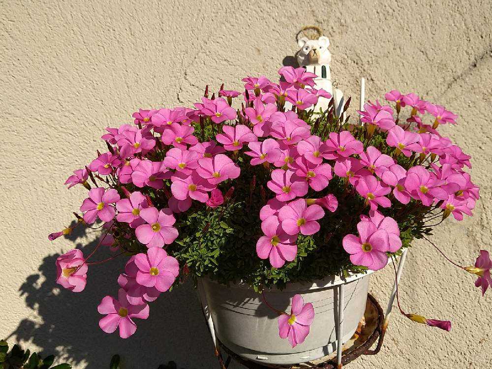 オキザリス✨桃の輝き｜🍀GreenSnap（グリーンスナップ）