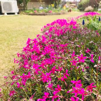暖かい日の画像 by たかちゃんさん | 小さな庭と芝桜・ピンクと暖かい日と 芝桜と毎年楽しむ