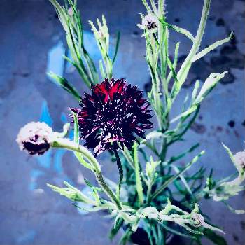 セントーレア ブラックボールの画像 by エントロピィさん | バルコニー/ベランダとセントーレア ブラックボールとベランダ組とシックな花色と植え替え注意！とうまく育ちますようにと直根性