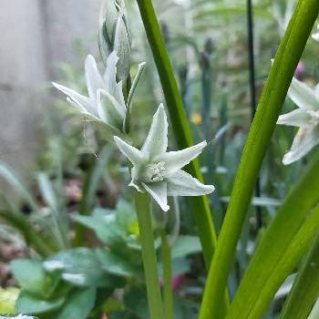 オーニソガラム ガラスの花の投稿画像一覧 Greensnap グリーンスナップ