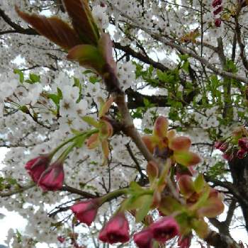 ❤️さくらリレー♬の画像 by かすみそうさん | 広い庭と桜(ソメイヨシノ)と八重桜と花のあるくらしとピンクの花と花に魅せられてと可愛い〜♡と❤️さくらリレー♬と桜(さくら)リレーとリフレッシュ♡といやし♪