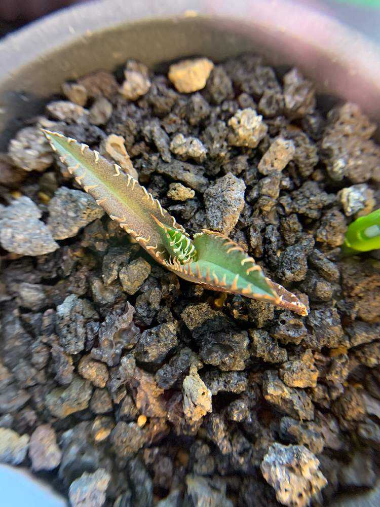 US株 アトラス Atlas アガベ 子株 未発根 アガベ発根管理｜🍀GreenSnap（