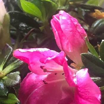 アザレア☆の画像 by 花土葉さん | 窓辺と今日も笑顔で♡とピンクの花と小さな幸せ♡とお疲れ様でしたとアザレア☆