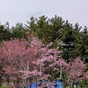 春の気配の画像 by ホワイトさん | お出かけ先と桜　さくらと北海道と春の気配と桜フォトコン2022
