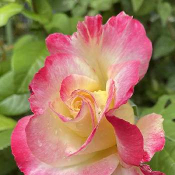覆輪の画像 by mikiとららさん | 薔薇　ジュビレデュプリンセスドゥモナコと覆輪と綺麗〜❤️と季節を楽しむとうれしい♡とありがとう❤️と可愛い❤と綺麗な咲き方と元気もらえると素敵な色合いと癒されると花のある暮らしと薔薇♪と優しい色と良い香り