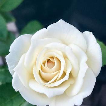 エーデルワイス 薔薇の投稿画像一覧 Greensnap グリーンスナップ エーデルワイス 薔薇の投稿画像一覧 Greensnap グリーンスナップ