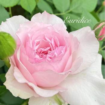 エウリディーチェの画像 by kyonekoさん | 小さな庭とエウリディーチェと薔薇愛同盟とバラ大好きと大好きとナチュラルガーデンとおうち園芸とバラ 鉢植えと可愛いと花のある暮らしとロサオリエンティスとバラ・ミニバラとロザリアン