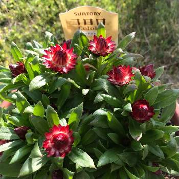 サントリー コロロの画像 by ゆかっぴーさん | 小さな庭といっぱい咲いてね♡と庭の花とサントリー コロロと庭仕事と私の庭と見切品とかわいい