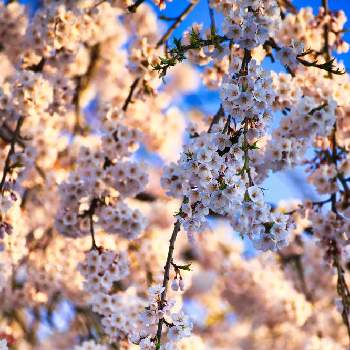 きれいな景色の画像 by emuzupapaさん | お出かけ先とWEEKEND FLOWERとGS映えと桜フォトコン2022とGS日和と朝日を浴びてと花いろいろと花のある暮らしときれいな景色と❤️透き通る美しさと花景と色あざやかと青空とカメラ好き☆と庭の宿根草