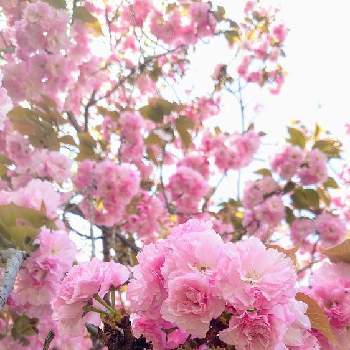ピンク系の画像 by ヒデキさん | 広い庭とピンク系とピンクの花と白・しろ・ホワイトと桜フォトコン2022とやえざくらとさくらとしろい花