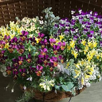 お花の寄せ植えの画像 by yuriさん | ビオラとビオラ・パンジーとお花の寄せ植えと紫色のお花と花のある暮らしとリース寄せ植えと黄色いお花と大好きビオラ