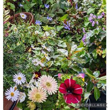 プラキカムの画像 by リベカさん | 小さな庭とプラキカムとお花のある暮らしとGSに感謝。とブルーデージー♪といつも心に太陽をと平和を願う☆とペチュニア☆と ガーベラとベゴニア☆とつぼみに魅せられて