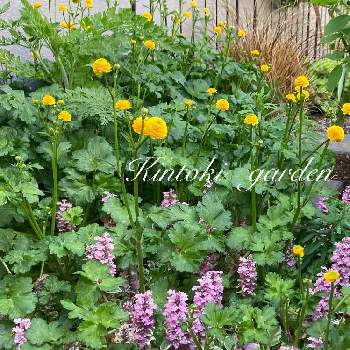 東の庭の画像 by キントキさん | 小さな庭とラナンキュラス ゴールドコインとアジュガ ピンクライトニングと宿根・多年草と東の庭