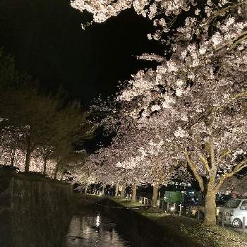 夜桜の画像 by かどさん | ソメイヨシノと夜桜と桜フォトコン2022