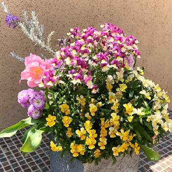 ネメシア・アロマンス　ライチグレープの画像 by サニーさん | 小さな庭とネメシア・アロマンス　ライチグレープとエレモフィラ・ニベアとビオラ ジョリージョリとストック ダブルダブルとチューリップ・アンジェリケとお気に入りの鉢と寄せ植えとPWと紫色の花と球根とイングリッシュガーデンとガーデニング雑貨と黄色の花といい香りとガーデニングと『秋植え球根2022』フォトコンテストとPWプルーブンウィナーズと球根植物とPW育てたとローラアシュレイ鉢と村岡オーガニック