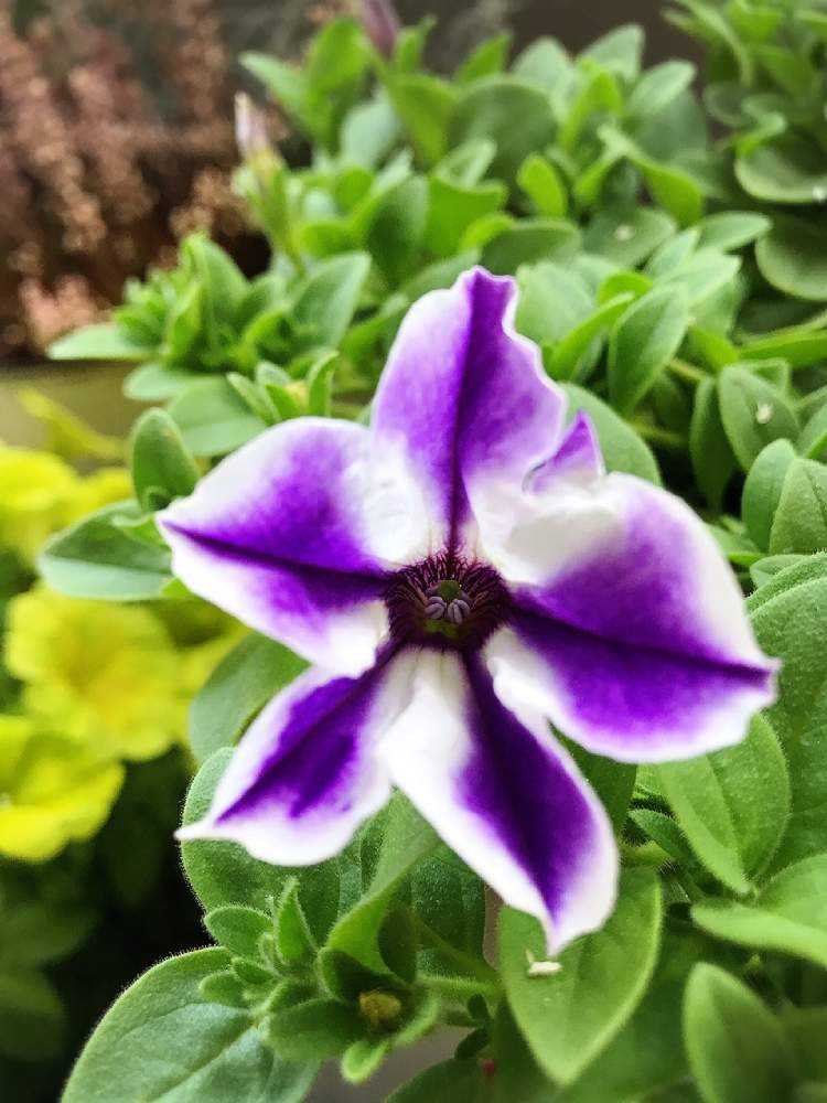 サントリー】New 🤍💜 サフィニアアートるりいろ風ぐるま