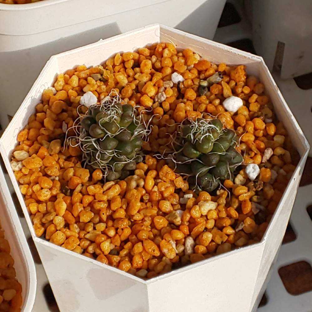 424 茶傘の生長記録 2022.09.08更新｜🍀GreenSnap（グリーンスナップ）