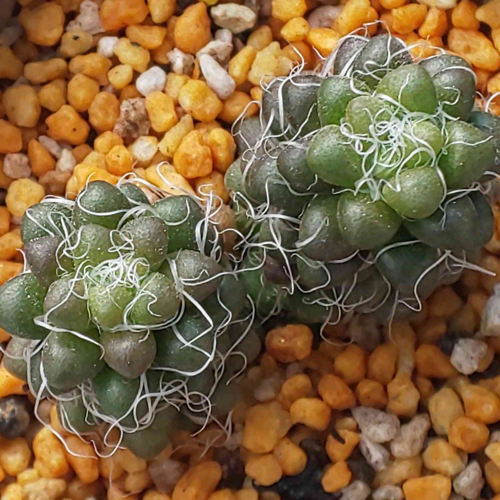 存在さ 重さ 頑丈さ 抜群のテラコッタ巨大カボチャ♡ロウソクタイプ・在庫2つあり 約1.2トンの巨大カボチャ、世界記録に ドイツ 写真14枚 国際ニュース