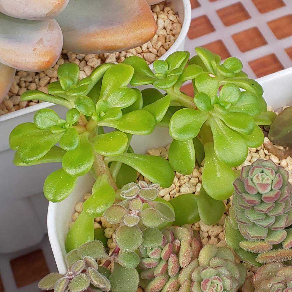 425 浜万年草の生長記録 2022.04.17更新｜🍀GreenSnap（グリーンスナップ）