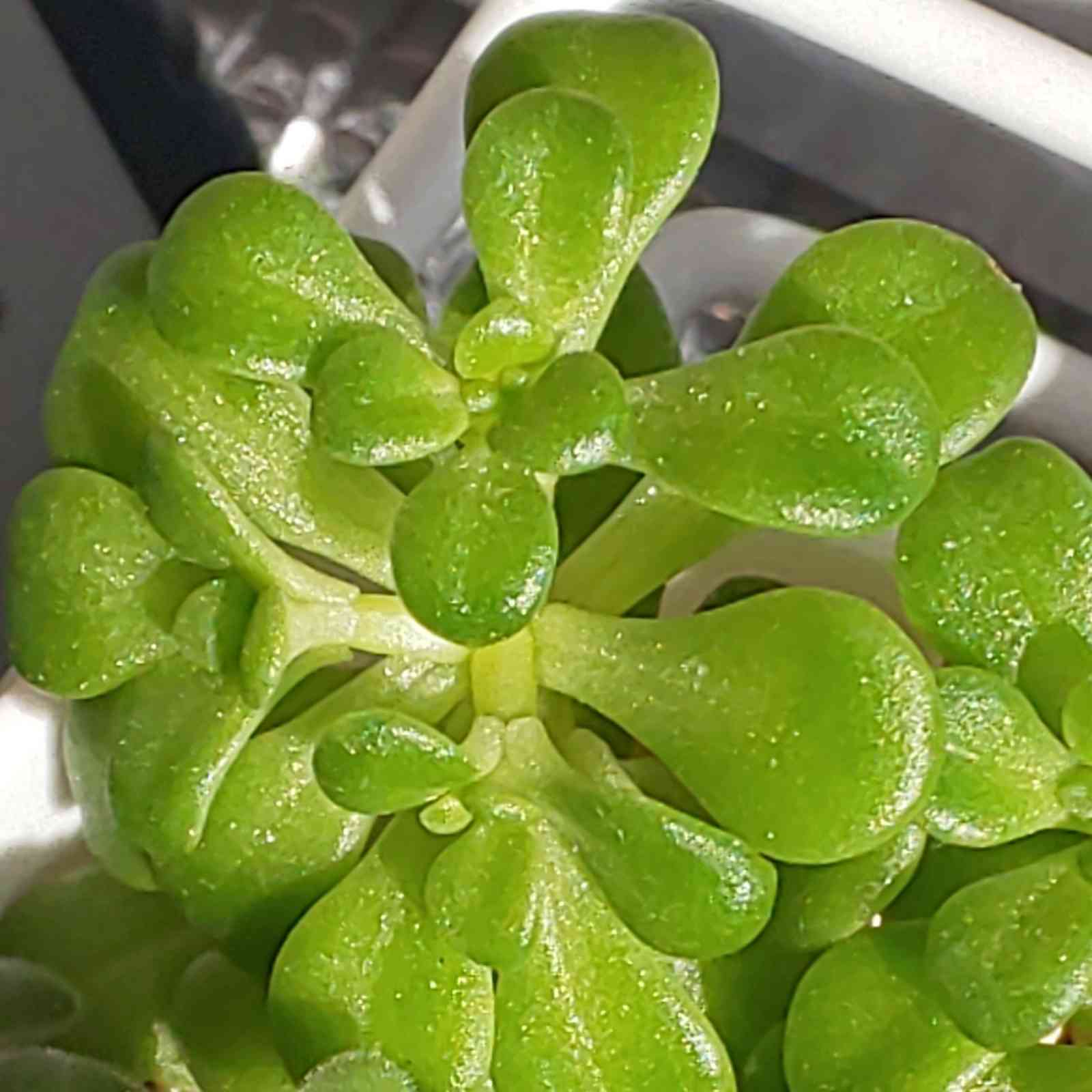 425 浜万年草の生長記録 2022.04.17更新｜🍀GreenSnap（グリーンスナップ）