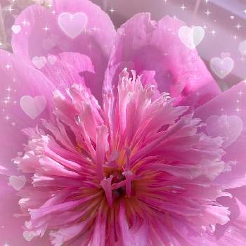 シャクヤクピンクの画像 by くみこさん | 香りとお花のある生活と綺麗✨と春色ピンクと切り花とシャクヤクピンク