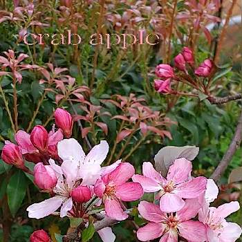 クラブアップルの投稿画像一覧 Greensnap グリーンスナップ