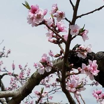 桃の花の画像 by ティアラ　ママさん | お出かけ先と桃の花