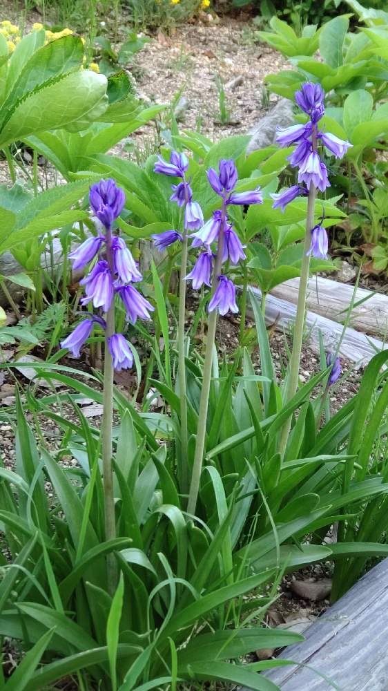 ブルーベルの投稿画像 By Kevinさん 紫色の花とgs映えと青い花と２０２０年５月同期と今日の一枚とちっちゃいものクラブと美しく青きドヨウと可愛いと 花のある暮らしとかわいいと青い花マニアと紫の花とヨーロッパ原産と素敵と紫色の花とgs映えと青い花と２０２０年５月