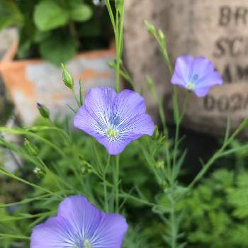 亜麻 アマ の投稿画像一覧 Greensnap グリーンスナップ