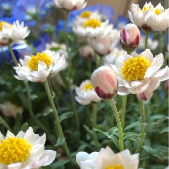 ベランダの植物の画像 by すみっ子さん | 花かんざしとベランダの植物と白い花♡