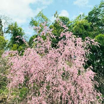 鮮やか✨✨✨の画像 by フーンさん | お出かけ先と枝垂れ桜と華やか✨とモリモリ！とお気に入り♡と♡ 綺麗 ♡と素敵な色合いと鮮やか✨✨✨と乙女色クラブと可愛いピンク色♡