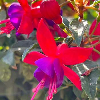 フクシア　プーニー*の画像 by ハニーレイさん | アプローチと2022春とフクシア　プーニー*と寄せ植えと春ですね♪とちっちゃいものクラブと赤い花とフクシア♡