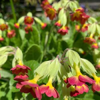 下向きに咲く花の投稿画像一覧 Greensnap グリーンスナップ