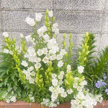 白色の画像 by 花奏さん | 小さな庭とアリッサムとユリとパンジーとカンパニュラと紫色と花壇と球根と多年草と白色と花いろいろと小花とかわいいと白色の花