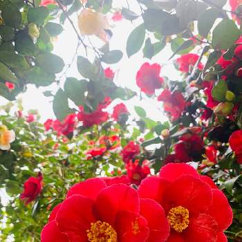 椿 ツバキの画像 by のばらさん | 広い庭とおはようと❤️M.family❤️と乙女色クラブと椿 ツバキと福島からのエール