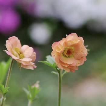 伊豆の庭の画像 by 伊豆野サクラさん | ゲウム マイタイと花のある暮らしと宿根草♪と伊豆の庭