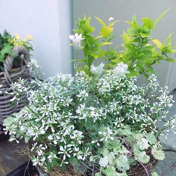 ユーフォルビア ダイヤモンドスターの投稿画像一覧 Greensnap グリーンスナップ