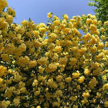 黄色い花♥︎∗*ﾟの画像 by クリムゾングローリーさん | 小さな庭と黄色い花♥︎∗*ﾟとばら バラ 薔薇とマイガーデン♡とお花で癒され♡と太陽ってありがたい♡と平和を願う☆と武器ではなく花をと春本番とかわいい❤