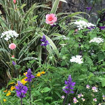 可愛いお花達の画像 by きよりんさん | 小さな庭とオルレアとブルーサルビアとミニバラとひとときの癒やしとありがとう♡と可愛いお花達と素敵な出会いに感謝と地植え