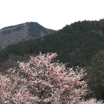 さくらさくら咲け咲けさくらの画像 by EOS1Dさん | さくらさくら咲け咲けさくらとグリーンスナップ❤とGS映えと桜フォトコン2022と癒され風景と感激とお出かけ先にて