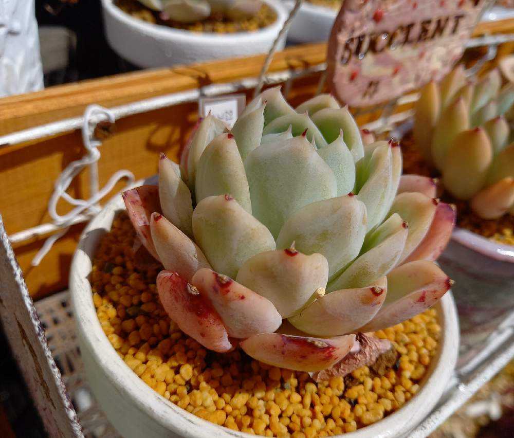 429🌹🌹フォーリングチェリー｜🍀GreenSnap（グリーンスナップ）