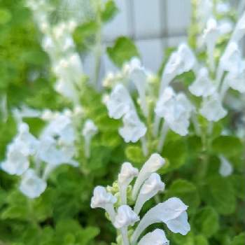 タツナミソウ 白の投稿画像一覧 Greensnap グリーンスナップ