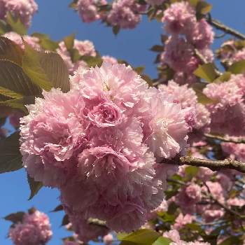 家の近所の画像 by みるさん | お出かけ先と八重桜とお散歩と素敵✨と家の近所と写真撮るの下手