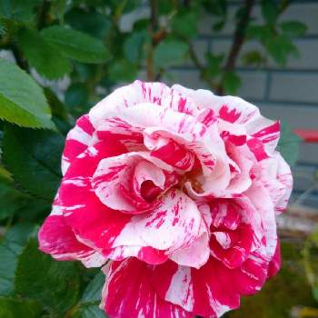 薔薇 センチメンタルの画像 by オッチーさん | 小さな庭と薔薇 センチメンタルと花のある暮らし