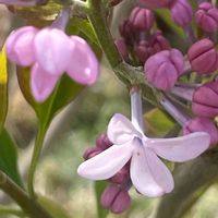 ライラック,花壇,ガーデニング,庭木,山野草の画像