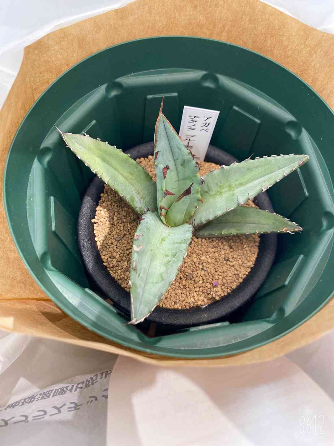 極上アガベチタノタフィリグリー　現品鉢ごと発送 極上アガベチタノタフィリグリー 現品鉢ごと発送 アガベチタノタ
