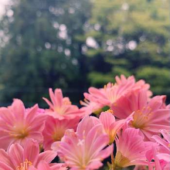 暖かい日の画像 by りんさん | バルコニー/ベランダとレウィシアと暖かい日と可愛いお花と癒しとおうち園芸とピンク大好きとピンクと花のある暮らしと春を感じる