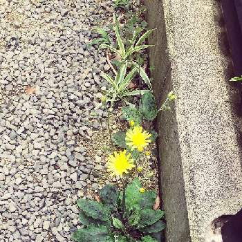 ウズラバタンポポの画像 by curlG3さん | 小さな庭とウズラバタンポポと裏庭と黄色い花と山野草